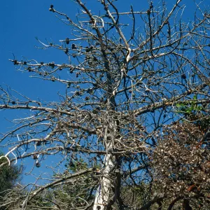 China Pines, after fire of December,1994, Santa Cruz Island