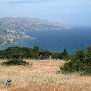 looking West from China Pines, Santa Cruz Island