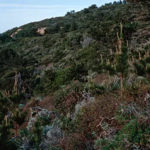 bluffs by China Pines, Santa Cruz Island