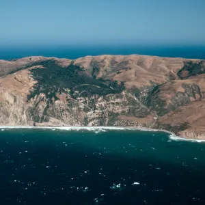China Pines, Santa Cruz Island