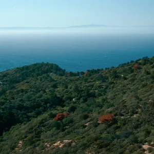 China Pines, Santa Cruz Island