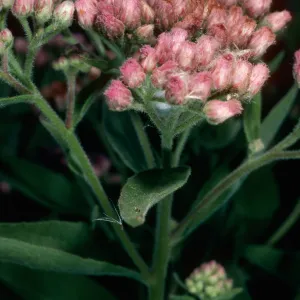Pluchea odorata, (=purpuraceus), Santa Cruz Island