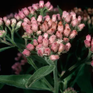 Pluchea odorata, (=purpuraceus), Santa Cruz Island