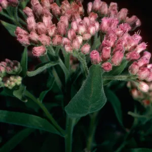 Pluchea odorata, (=purpuraceus), Santa Cruz Island