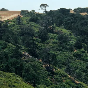 Los Pinos del Sur, Santa Cruz Island
