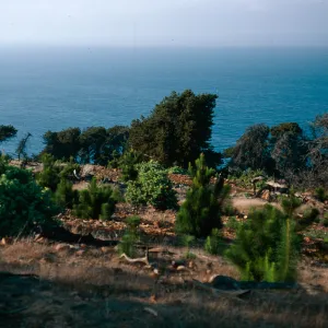 Dendromecon, pines, just East of Twin Harbor, Santa Cruz Island