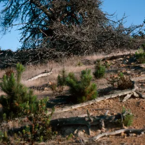 pines, just East of Twin Harbor, Santa Cruz Island