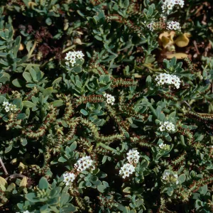 Heliotropium curassavicum, mouth of Pozo Canyon, Santa Cruz Island