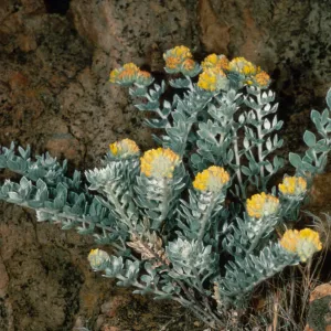 Lotus argophyllus niveus, Santa Cruz Island