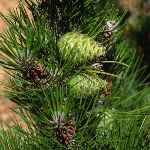 Pinus remorata, Christy Pines, Santa Cruz Island
