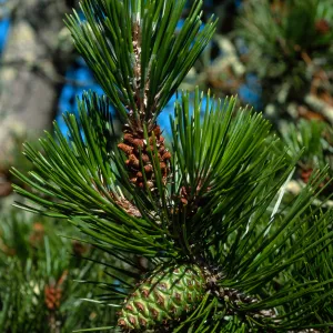 Pinus remorata, Christy Pines, Santa Cruz Island