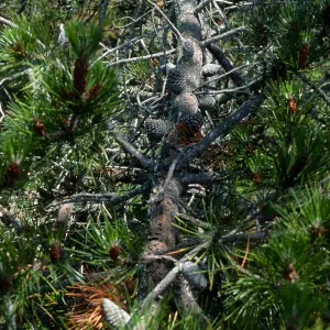 Pinus remorata, Christy Pines, Santa Cruz Island