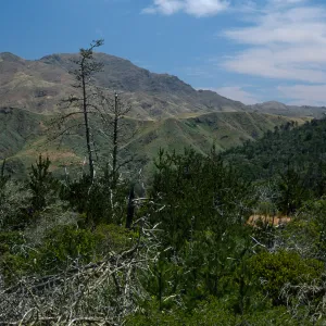 Christy Pines, Santa Cruz Island
