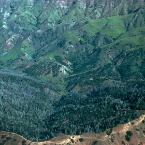 Christy Pines, Santa Cruz Island