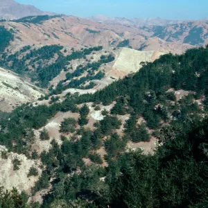pines, North side of Peak 1213, Christy Pines, Santa Cruz Island