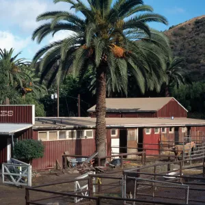 Avalon Stables Santa Catalina Island