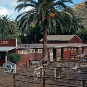 Avalon Stables Santa Catalina Island