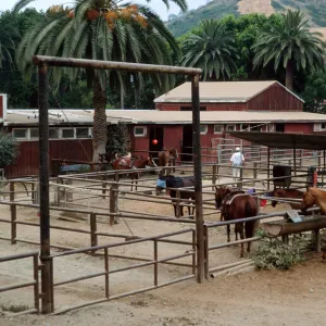 stables, Avalon Canyon, Santa Catalina Island