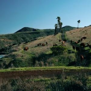 buffalo, Isthmus Cove, Santa Catalina Island