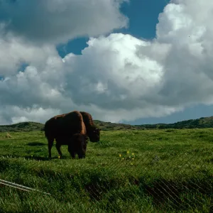 buffalo, road to Little Harbor, Santa Catalina Island