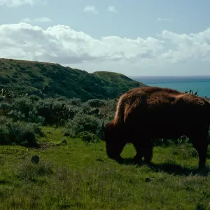 buffalo, Little Harbor Road, Santa Catalina Island