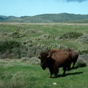 buffalo, road to Little Harbor, Santa Catalina Island