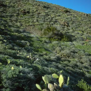 Prickly Pear cacti (Opuntia littoralis), coastal bluffs, Little Harbor, Santa Catalina Island