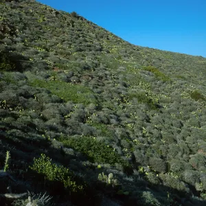 Prickly Pear cacti (Opuntia littoralis), coastal bluffs, Little Harbor, Santa Catalina Island