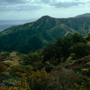 chaparral vegetation, above Whites Landing, North side, Santa Catalina Island