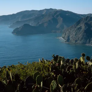 Prickly Pear (Opuntia oricola in foreground), looking Northwest towards Catalina Harbor, Santa Catalina Island