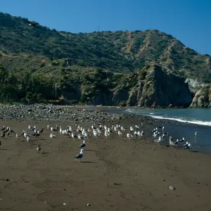 Whites Landing, Santa Catalina Island