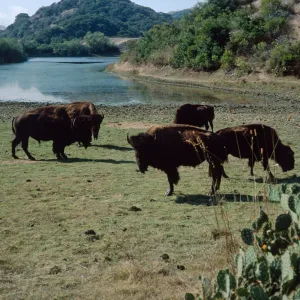 bison, Haypress Reservoir, Santa Catalina Island