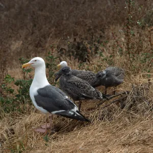 Western Gull & chicks, East Anacapa Island
