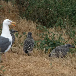 Western Gull & chicks, East Anacapa Island