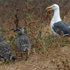 Western Gull & chicks, East Anacapa Island