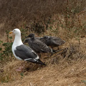 Western Gull & chicks, East Anacapa Island