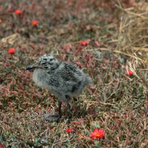 Western Gull chick, East Anacapa Island