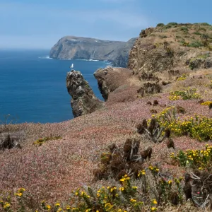 Grindelia, Malephora crocea, looking West on South side, East Anacapa Island
