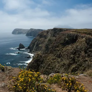 Grindelia, looking West on South side, East Anacapa Island