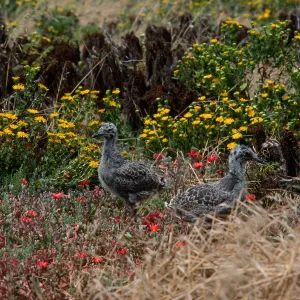 Western Gull chicks, Grindelia, Malephora crocea, East Anacapa Island