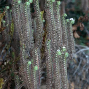Phacelia cicutaria hispida, Tunnel Trail, Santa Barbara County