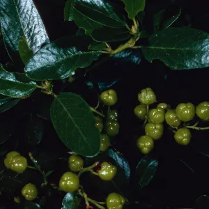 Ceanothus spinosus, Tunnel Trail, Santa Barbara County