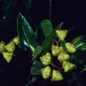 Ceanothus oliganthus, Tunnel Trail, Santa Barbara County