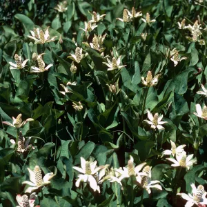 Anemopsis, Yerba Mansa, Prisoners Harbor, Santa Cruz Island