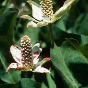 Anemopsis, Yerba Mansa, Prisoners Harbor, Santa Cruz Island