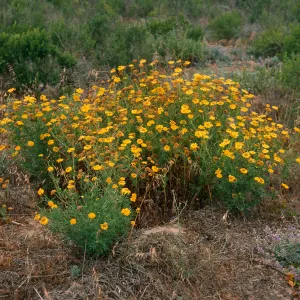Chrysanthemum coronarium, Building 120, Tufts Road, San Nicolas Island