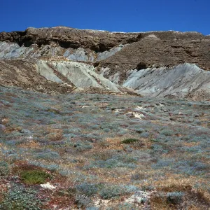 Lupine Scrub, South side, drop-off road, San Nicolas Island
