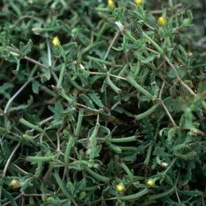Mentzelia affinis, ridge on East side of Grand Canyon, San Nicolas Island