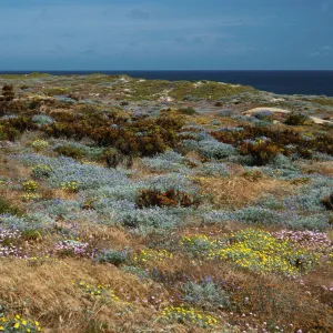 Lupinus (Lupine),/Coreopsis/Malacothrix/ Abronia (Sand Verbena), just West of Corral Harbor, San Nicolas Island