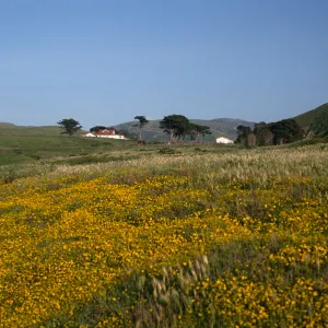 Lasthenia, Christy Ranch, Santa Cruz Island